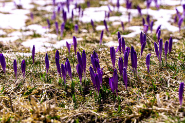 krokus, krokusy , kwiat, kwiaty, przedwiośnie, wiosna, zima, śnieg, góry , zakopane, tatry