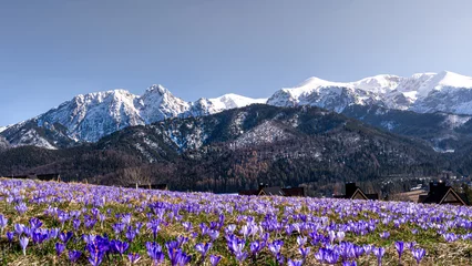 Foto auf Glas krokus, krokusy , kwiat, kwiaty, przedwiośnie, wiosna, zima, śnieg, góry , zakopane, tatry © Daniel Folek