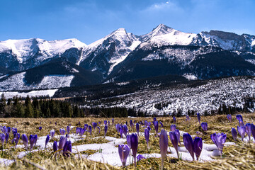krokus, krokusy , kwiat, kwiaty, przedwiośnie, wiosna, zima, śnieg, góry , zakopane, tatry © Danielski