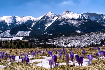 Foto auf Acrylglas krokus, krokusy , kwiat, kwiaty, przedwiośnie, wiosna, zima, śnieg, góry , zakopane, tatry © Daniel Folek