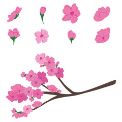 Set of Cherry blossom branch on white background vector illustration.
