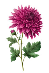 isolated pink purple colorful dahlia flower photo, spring, illustration, transparent background, png, generative ai