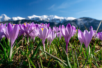 krokus, krokusy , kwiat, kwiaty, przedwiośnie, wiosna, zima, śnieg, góry , zakopane, tatry