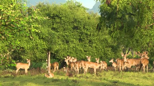 Bawean deer activity in Baluran Banyuwangi National Park