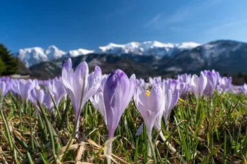 Foto auf Glas krokus, krokusy , kwiat, kwiaty, przedwiośnie, wiosna, zima, śnieg, góry , zakopane, tatry © Daniel Folek