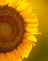 sunflower close up