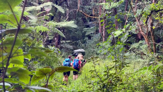 Climbers backpackers on jungle forest Umbwe route while they climbing Kilimanjaro mountain. Starting near Moshi town first day. Active people concept 4K footage.