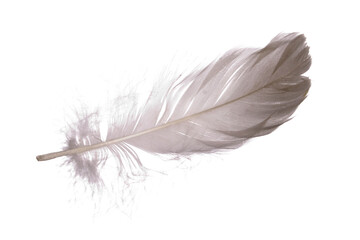 fluffy white isolated bird feather. transparent background. - 579108984