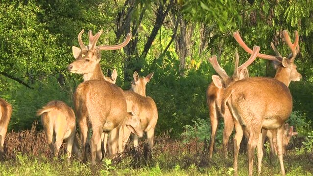 Bawean deer activity in Baluran Banyuwangi National Park