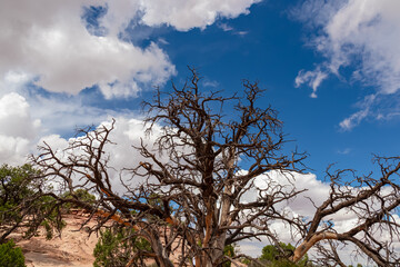 Old dry juniper tree growing in barren landscape of Canyonlands National Park near Moab, Southern Utah, USA. Blue sky with clouds in the background. Cactus plants and shrub vegetation in backcountry