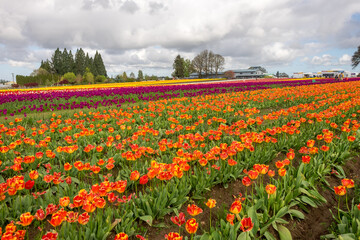 Tulip Farm, Portland, Oregon