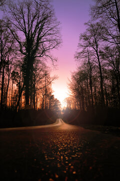 Sonnenuntergang im Wald
