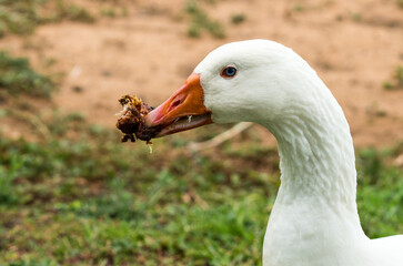 white goose with blue eyes and orange beak feeding on meat side on or in profile 