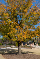 Wallpapers with blue sky and autumn colored trees in Charlotte, North Carolina, USA