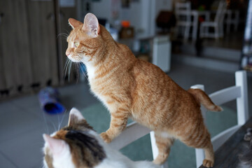 cat lying down on wooden table looking at camera.