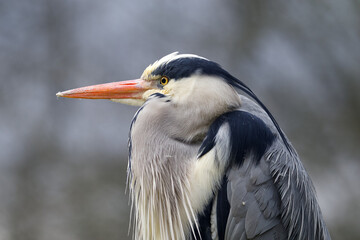 grey heron