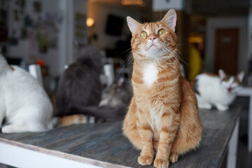 cat lying down on wooden table looking at camera.