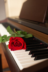 scarlet red rose on the piano