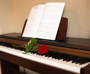scarlet red rose on the piano