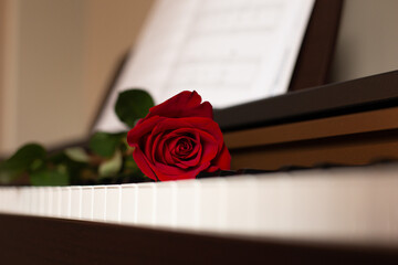 scarlet red rose on the piano