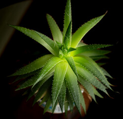 Aloe vera plant in a pot , house plant, medicine plant