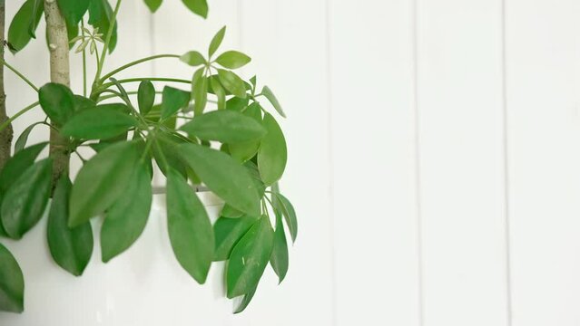 Schefflera houseplants in a white pot on white wooden background with copy space. Springtime. Taking care house plant concept. Arboricola growing in pot. Caring Home plants. Nordic Scandinavian Design