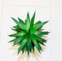 Aloe vera plant in a pot , house plant, medicine plant