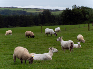 Cute sheep. Sheep on grazing. Livestock farm, ecological production. Herd of sheep on green grass field