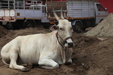 A white cow in India with a bell, lies in front of trucks. Beautiful cow with big horns.