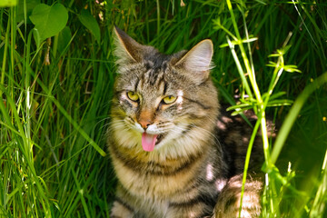 Cat languishes in the heat lying on the ground with its tongue out. Tabby domestic cat on a walk outdoors. The cat is sitting in green grass with open mouth. Walk with a pet cat summer heat. - Powered by Adobe