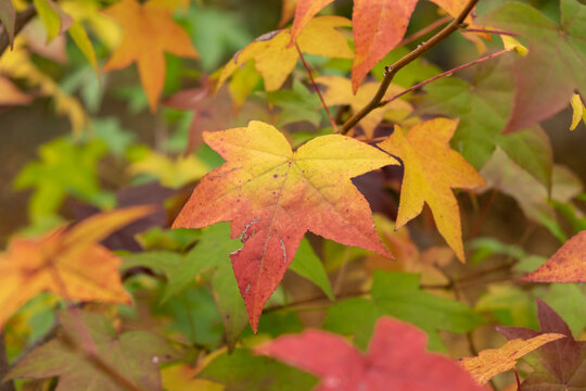 The leaves of the maple trees begin to change color in the forest at the autumn colors