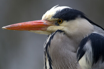 grey heron