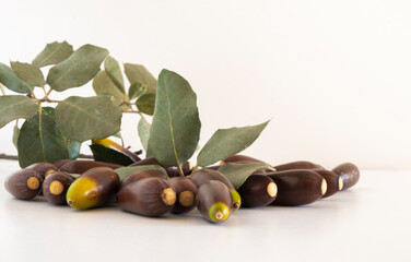 Several acorns on a white background.