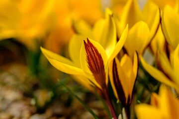 Obraz premium Yellow crocus flowers in a flowerbed at springtime blooming in the sun. The most beautiful spring flowers