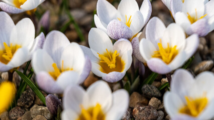 Naklejka na ściany i meble White crocuses. flowers in a flower bed in spring blooming in the sun. The most beautiful spring flowers