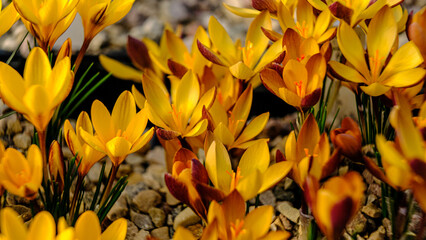 Obraz premium Yellow crocus flowers in a flowerbed at springtime blooming in the sun. The most beautiful spring flowers
