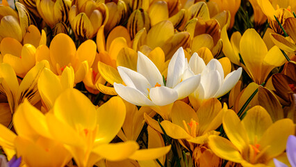 Yellow crocus flowers in a flowerbed at springtime blooming in the sun. The most beautiful spring flowers. in the middle two white crocuses