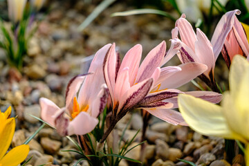Fototapeta premium A rare crocus. Pink crocus, hybrid. flowers in a flower bed in spring blooming in the sun. The most beautiful spring flowers.