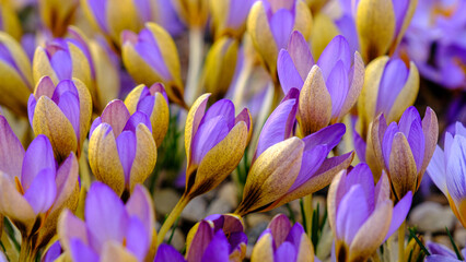 Multicolored petals for crocuses. flowers in a flower bed in spring blooming in the sun. The most beautiful spring flowers.