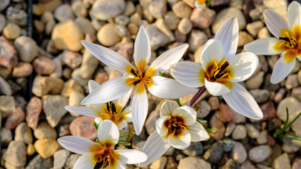 White crocuses. flowers in a flower bed in spring blooming in the sun. The most beautiful spring flowers