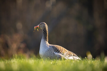 Greylag (Goose)