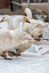 white goose on the snow