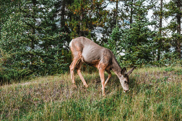 Naklejka na ściany i meble Deer enjoying some grass in Alberta, Canada