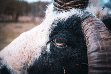 Close up of a sheep head