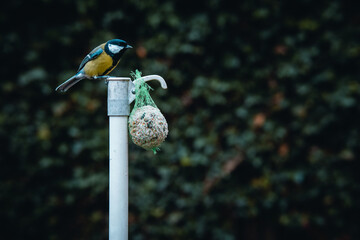 Great tit searching for food
