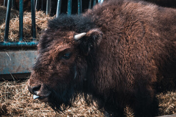 Bison, zoo