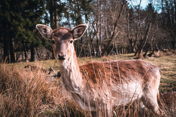 Fallow deer doe (female)