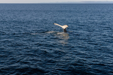 Baleine qui plonge dans l'océan.
