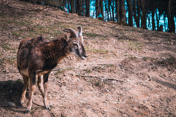 Goat in the forest