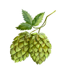 leaf Hops isolated